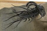 Spectacular Flying Dicranurus Trilobite With Zlichovaspis #334922-8